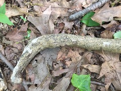 Cryptovalsa prominens