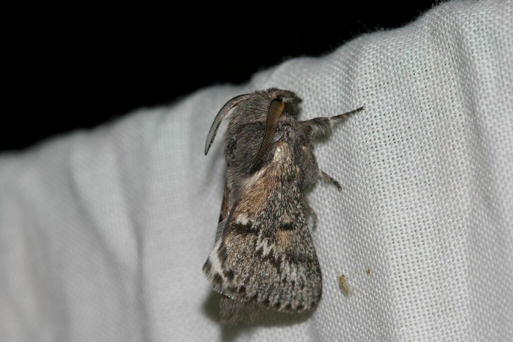 Symphyta oxygramma