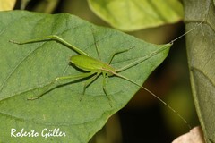Hyperophora major