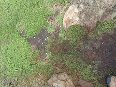 Lepidium oligodontum