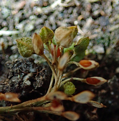 Lepidium oligodontum