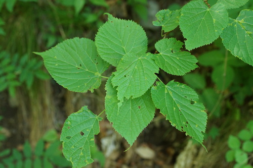 Tilia maximowicziana observed 2024-05-18