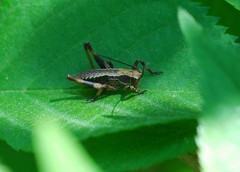 Paratlanticus ussuriensis