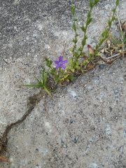 Triodanis biflora