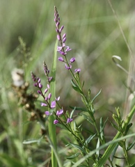 Polygala polygama