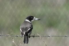 Grey Butcherbird photo 2