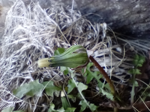 Image of Taraxacum zealandicum by (c) John Barkla, some rights reserved (CC BY)