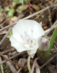Calochortus minimus