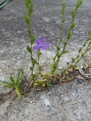 Triodanis biflora