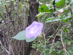 Ipomoea sagittata