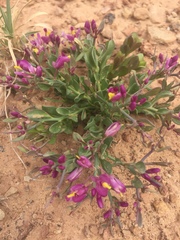 Rhinotropis subspinosa