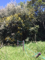 Senna viarum