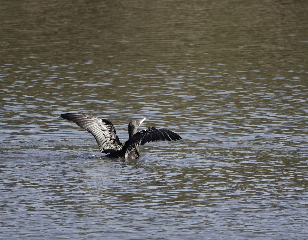Little black cormorant on the water with wings spread out to dry