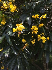 Senna viarum