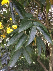 Senna viarum