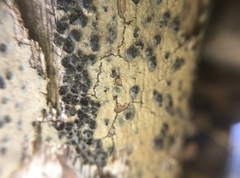 Cryptovalsa prominens