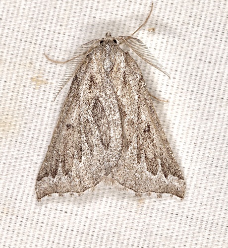 iNaturalist observation photo of Plataea diva