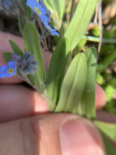 Myosotis imitata