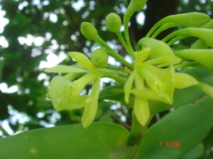 Epidendrum chlorocorymbos
