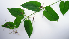 Oxypetalum harleyi