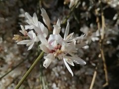 Retama raetam gussonei