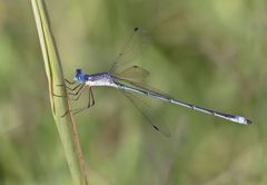 Lestes spatula
