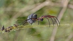 Trichonephila sexpunctata
