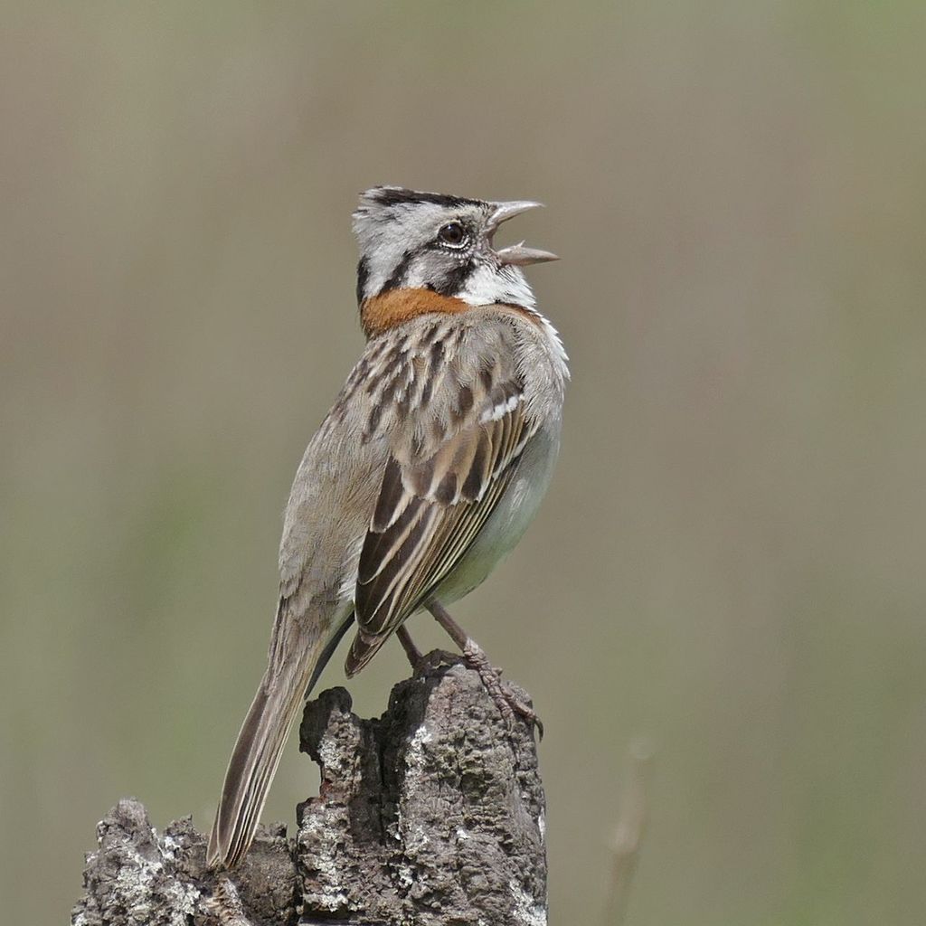 Zonotrichia Sparrows