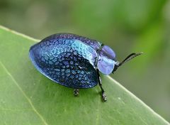 Cyrtonota thalassina