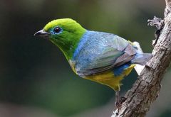 Chlorophonia cyanea