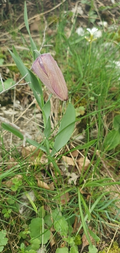 Image of Fritillaria tubaeformis by (c) Antoine Thivolle, some rights reserved (CC BY)