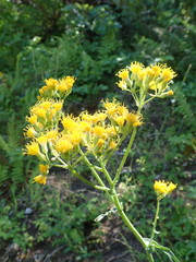 Senecio aronicoides