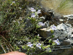 Penstemon triphyllus