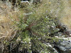Penstemon triphyllus