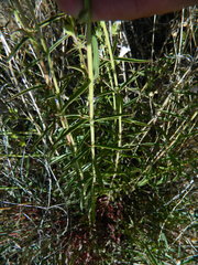 Penstemon triphyllus