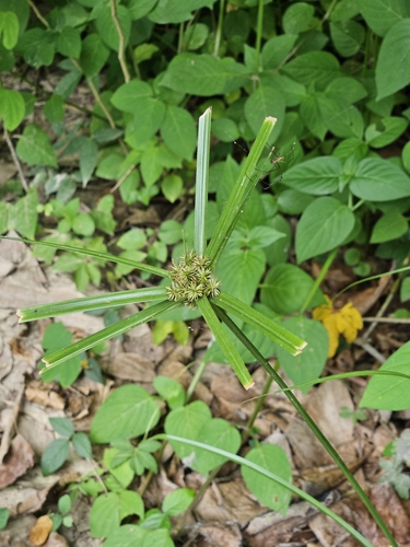 Old World Flatsedge (Cyperus cyperinus)