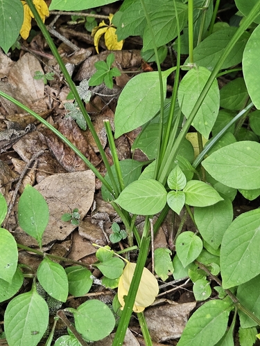 Image of Cyperus cyperinus by (c) Yu-Chang Chen, some rights reserved (CC BY)