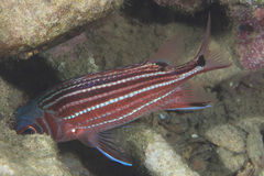 Sargocentron cornutum