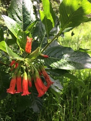 Iochroma fuchsioides