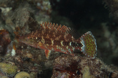 Oxycheilinus celebicus