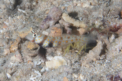 Amblyeleotris guttata