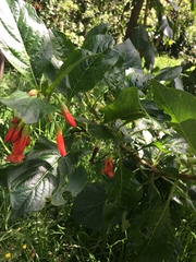 Iochroma fuchsioides