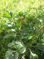 Iochroma fuchsioides