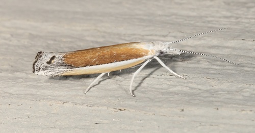iNaturalist observation photo of Ypsolopha delicatella