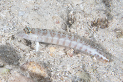 Parapercis xanthozona