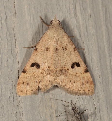 iNaturalist observation photo of Hemeroplanis historialis