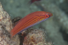 Paracheilinus filamentosus