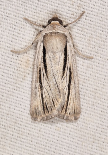 iNaturalist observation photo of Sympistis nigrocaput