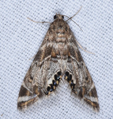 Petrophila confusalis