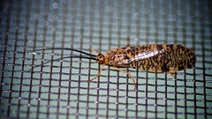 Banksiola concatenata